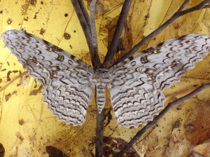moths and butterflies 