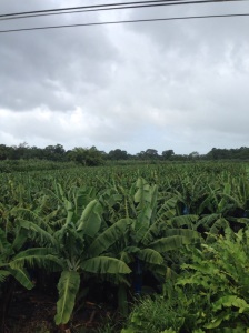 banana plantations  monoculture beast!