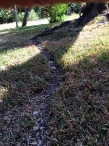 the leaf-cutter ants rule the land here...this is their pathway in the front yard
