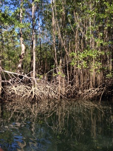 mangroves in the golfo dulce