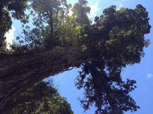 a roble, oak- it was definitely the mother of all oaks! amazing!